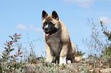 AKITA AMERICAIN 285